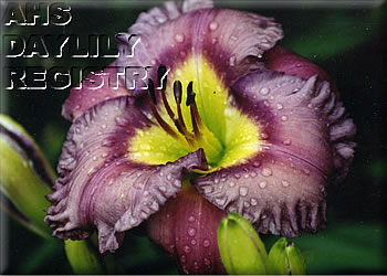 Serendipity Morning AHS image
