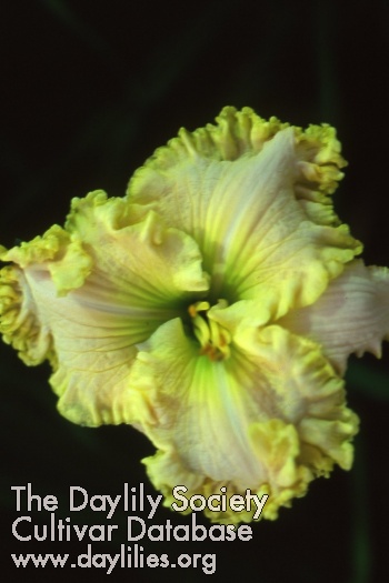 Green Mystique AHS image