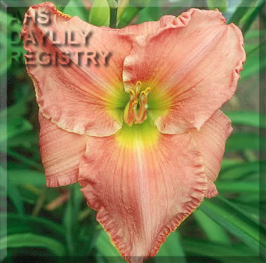 Blameless Beauty AHS image