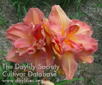 Divine Sparkle AHS image