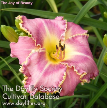 The Joy of Beauty AHS image