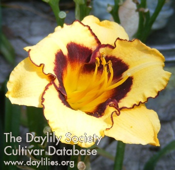 Dixie Boy AHS image