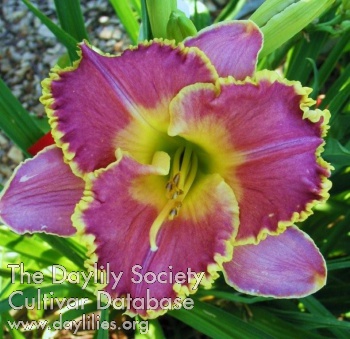 Canada Blooms AHS image