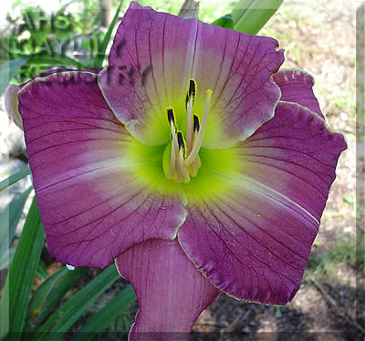 Purple Tuff Enuff AHS image
