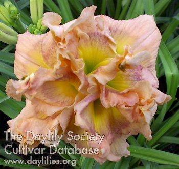 Coming Up Posies AHS image