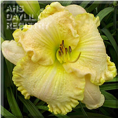 Beauty Itself AHS image