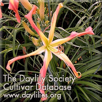 Peach Whirligig AHS image