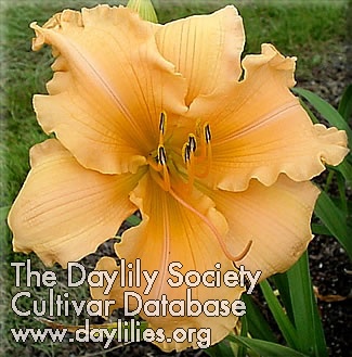 Tangerine Cream AHS image