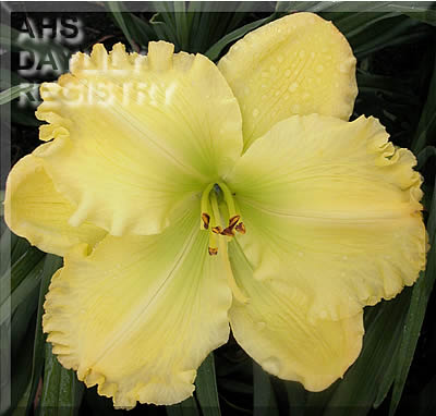 Lemon Slush AHS image