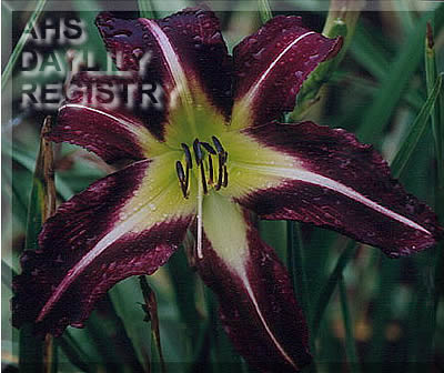 Plum Bayou AHS image