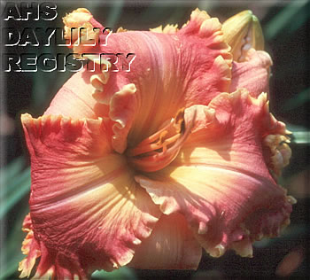 Flamenco Twirl AHS image