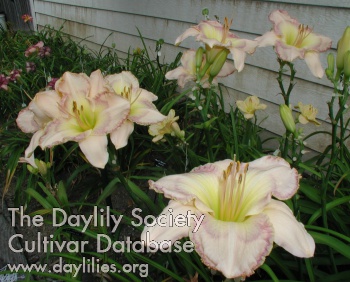 Pastel Elegance AHS image