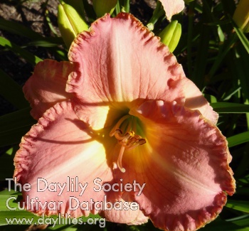Island Calypso AHS image