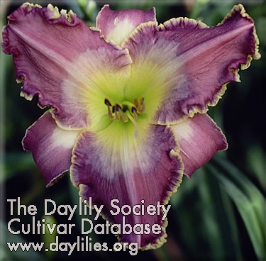 Celtic Colors AHS image