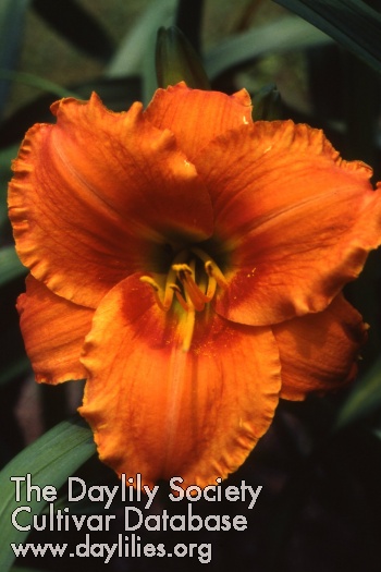 Tangerine Sunrise AHS image