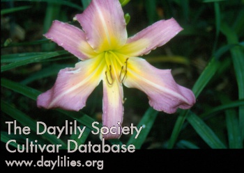 Chastity AHS image