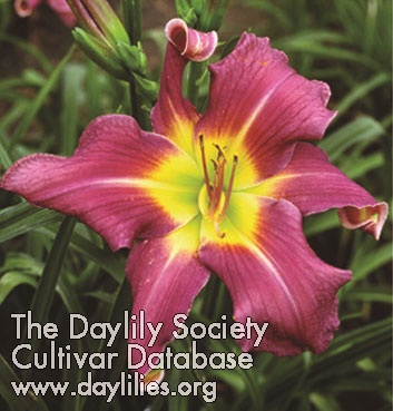 Topguns Barbara Hampton AHS image