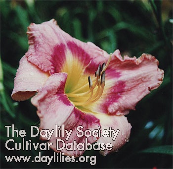 Mary Daws AHS image