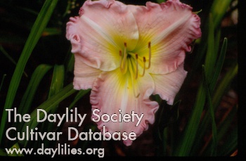 Late Debutante AHS image