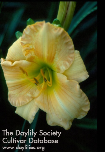 Sagamore Maria Letteria AHS image