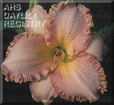Pink Creation AHS image