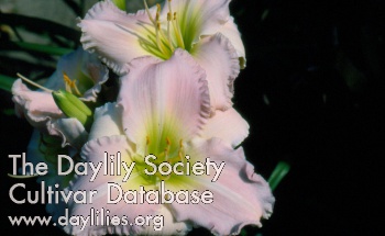 Soft and Simple AHS image