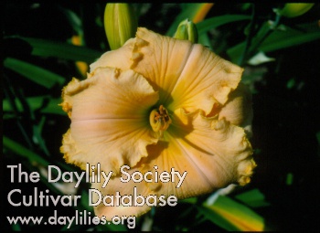 Dazzling Dixie AHS image