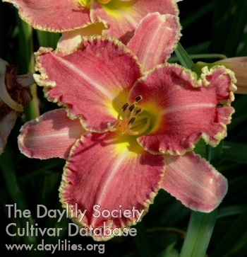 Arrayed in Splendor AHS image