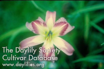 Viola Brey AHS image