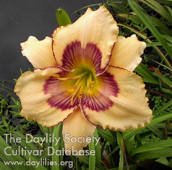 Moon Feather AHS image