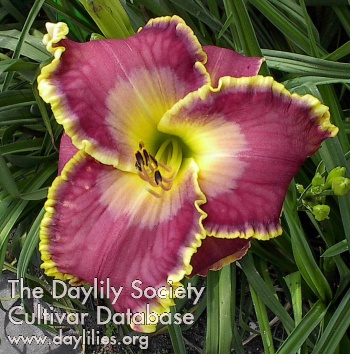 Zephyr John AHS image