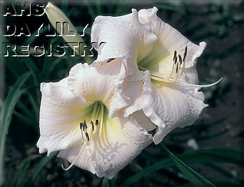 Dressed in White AHS image