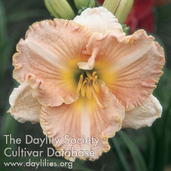 Gilded Coral AHS image