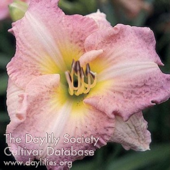 Gossamer Ruffles AHS image