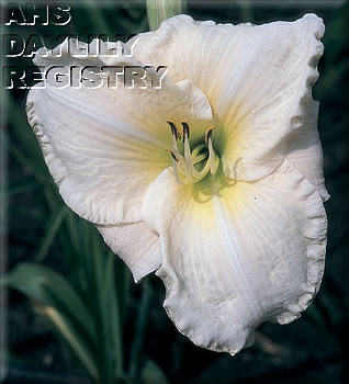 White Wind AHS image