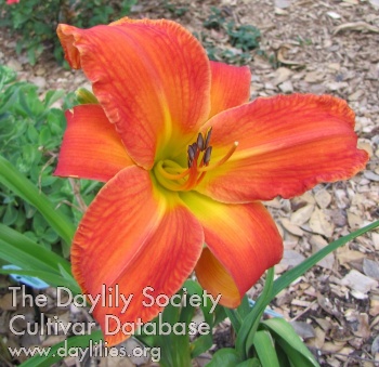 Latino Heat daylily bloom