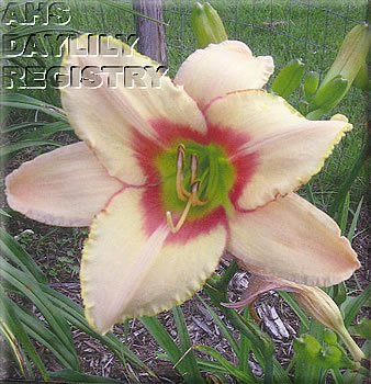 Jane McCrea AHS image