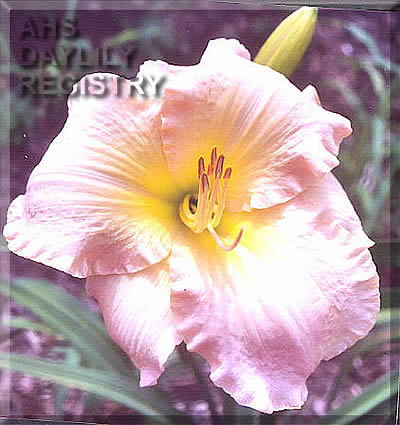 Spring Street AHS image