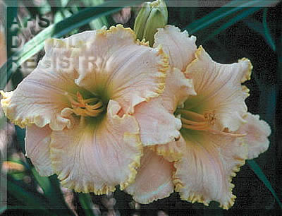 Splash of Sunshine AHS image