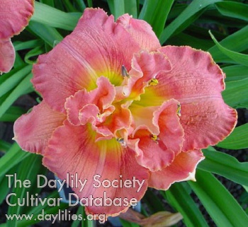Doubly Delicious Dandy AHS image