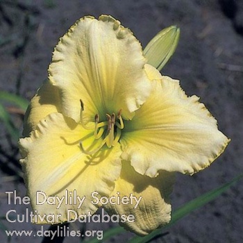 Hayfield Sunshine AHS image