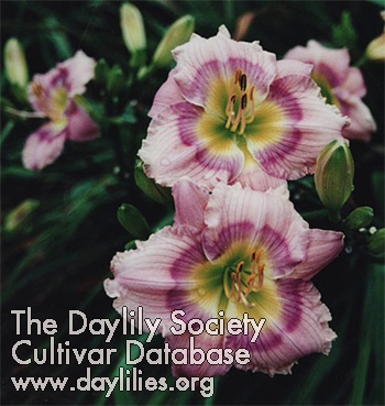 Columbia Cutie AHS image