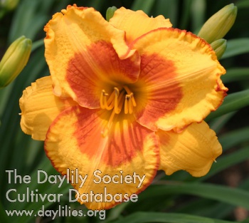 Orange Blossom Special AHS image