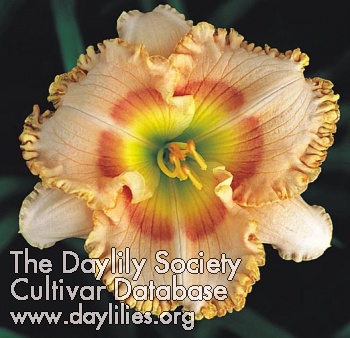 Rhythm Divine AHS image