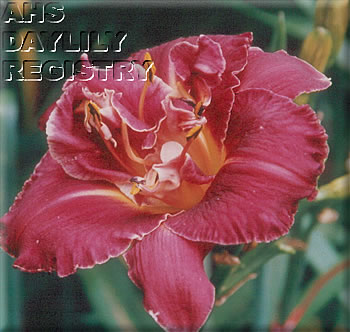 Rhoda's Dendron AHS image