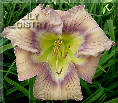 Carolina Heritage AHS image