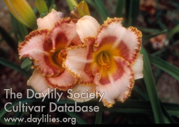 Rosy Ruffled Ring AHS image