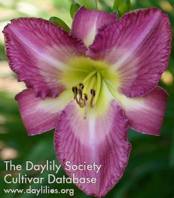 Boothbay Delight