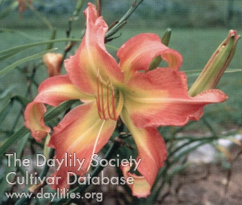 Fuchsia Beauty AHS image