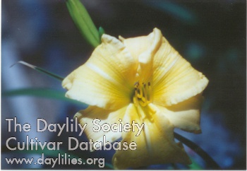 Dwayne's Paradise Passion AHS image